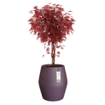 june split high 46cm vintage plum